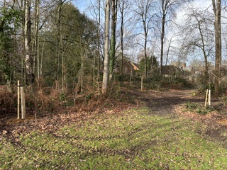 Tree Planting at Headley Recreation Ground